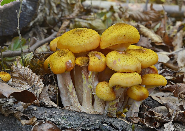 podpňovka žltá Armillaria gallica Marxm. & Romagn.