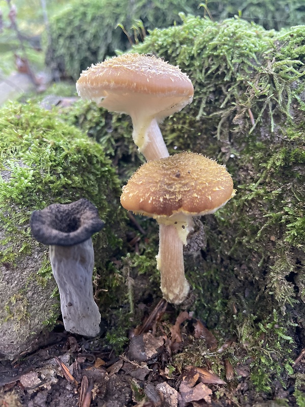 podpňovka obyčajná Armillaria mellea (Vahl) P. Kumm.