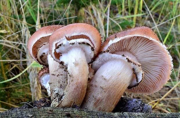 podpňovka tmavá Armillaria ostoyae (Romagn.) Herink