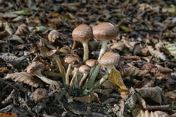 podpňovka Armillaria sp.