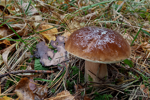 hríb smrekový Boletus edulis Bull.