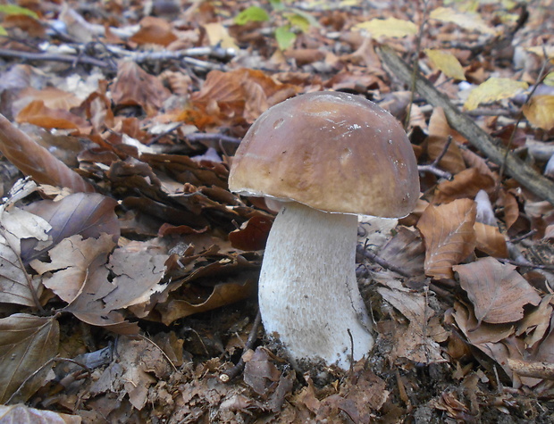 hríb smrekový Boletus edulis Bull.