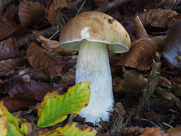 hríb smrekový Boletus edulis Bull.