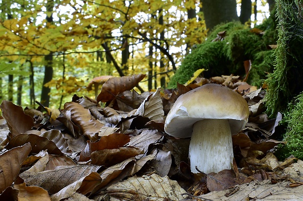 hríb smrekový Boletus edulis Bull.