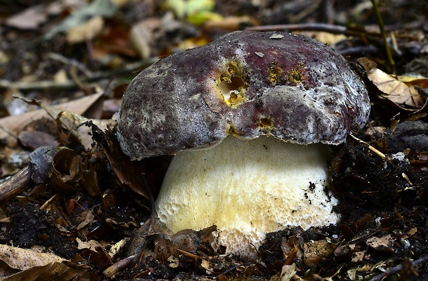 hríb sosnový Boletus pinophilus Pil. et Dermek in Pil.