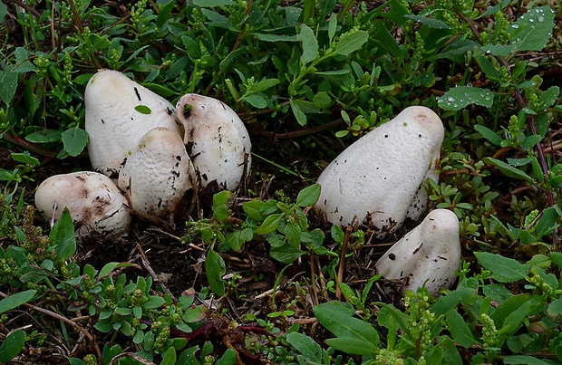 strieška bedľovitá Chlorophyllum agaricoides (Czern.) Vellinga