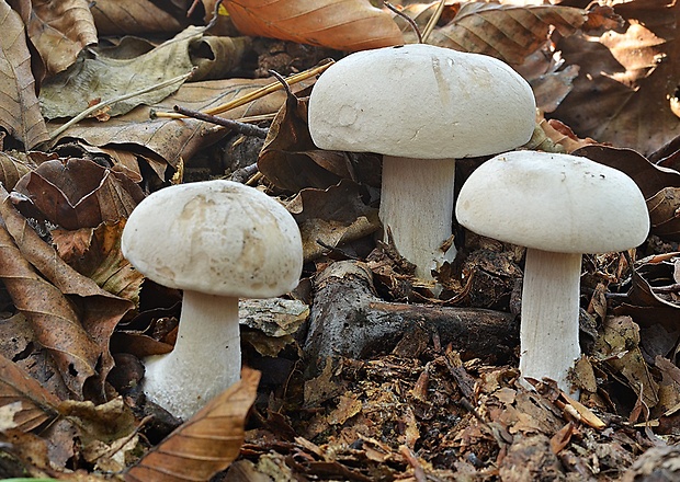 strmuľka inovaťová Clitocybe nebularis (Batsch) P. Kumm.