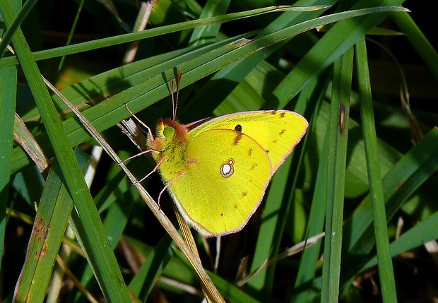 žltáčik vičencový Colias crocea