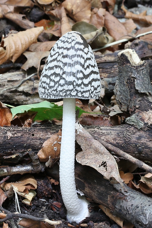 hnojník strakatý Coprinopsis picacea (Bull.) Redhead, Vilgalys & Moncalvo