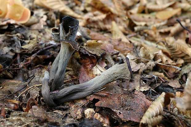 lievik trúbkovitý Craterellus cornucopioides (L.) Pers.