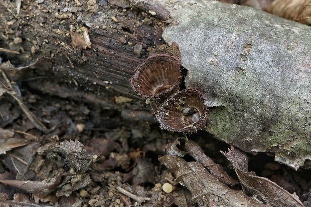 čiaškovec pásikavý Cyathus striatus (Huds.) Willd.