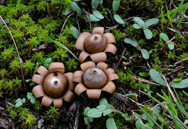 hviezdovka bradavičnatá Geastrum corollinum (Batsch) Hollós