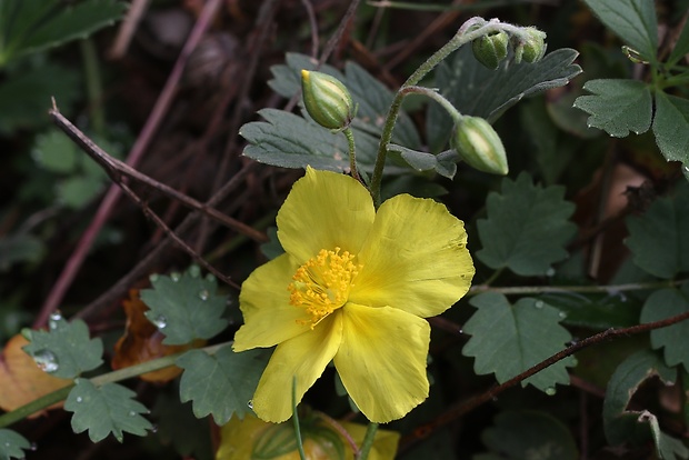 devätorník veľkokvetý Helianthemum grandiflorum (Scop.) DC.