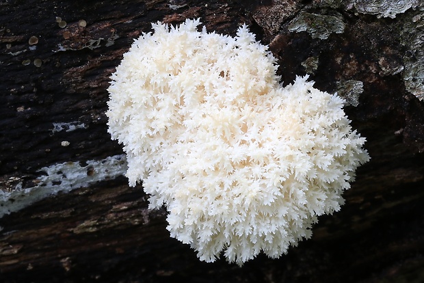 koralovec bukový Hericium coralloides (Scop.) Pers.