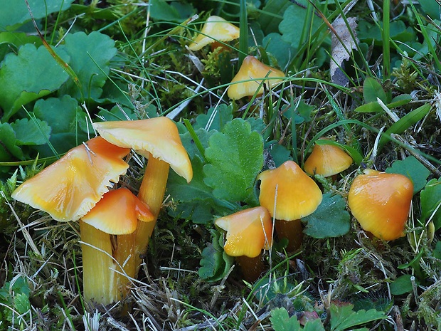 lúčnica Hygrocybe sp.