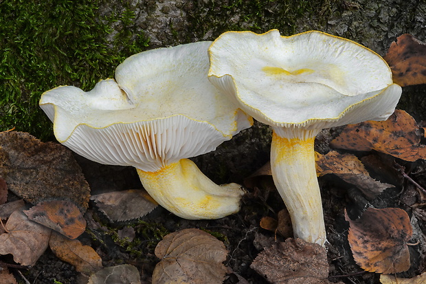 šťavnačka žltovločkatá Hygrophorus chrysodon (Batsch) Fr.