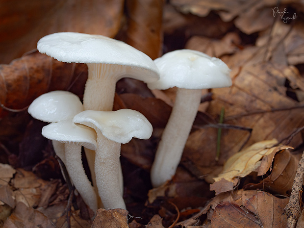 šťavnačka slonovinová Hygrophorus eburneus (Bull.) Fr.