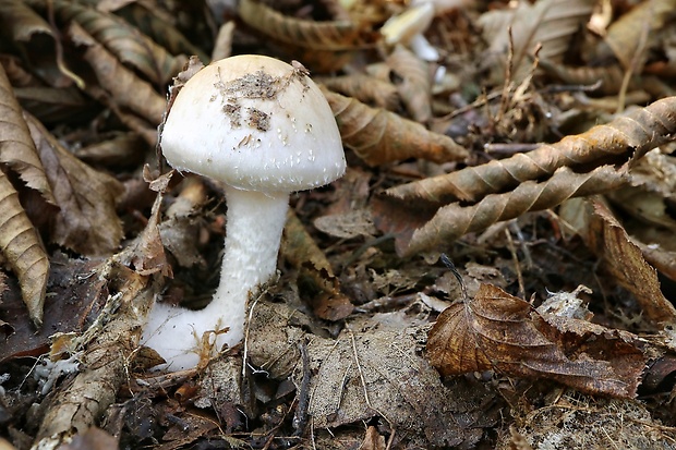 šťavnačka Hygrophorus sp.