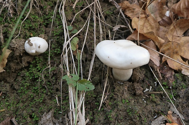 šťavnačka Hygrophorus sp.