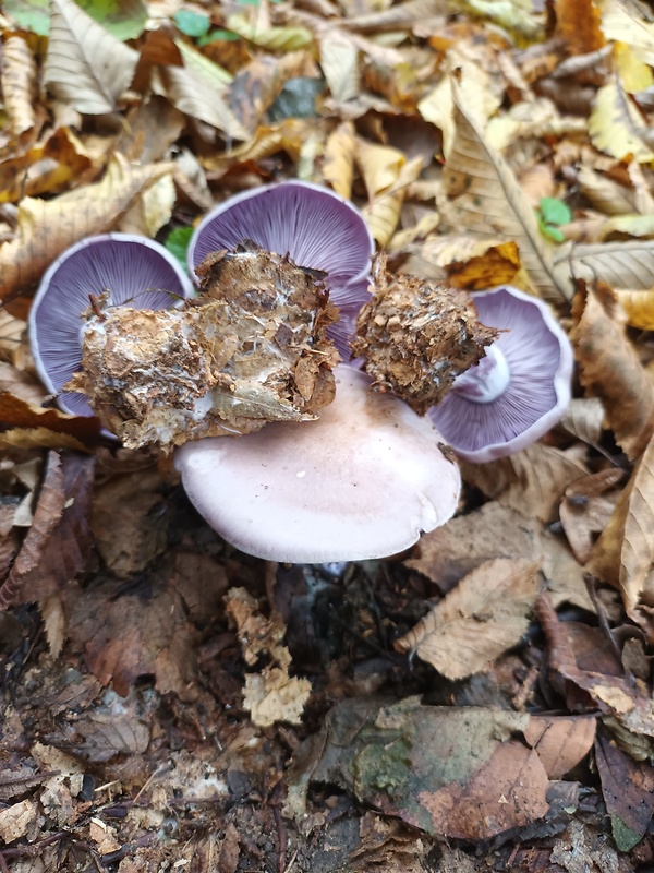 pôvabnica fialová Lepista nuda (Bull.) Cooke