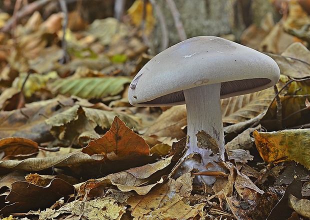 pôvabnica fialová Lepista nuda (Bull.) Cooke