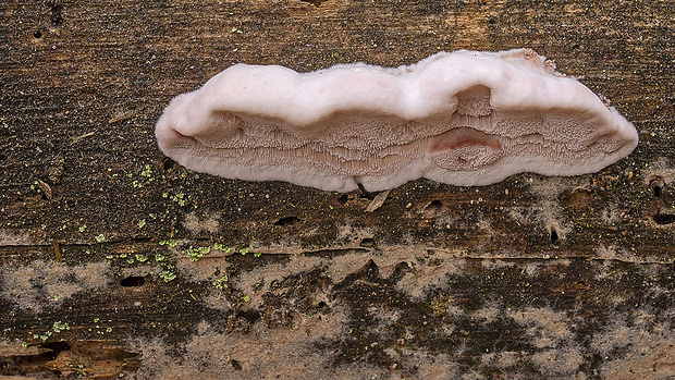 tvarohovček fialovejúci Leptoporus mollis (Pers.) Quél.