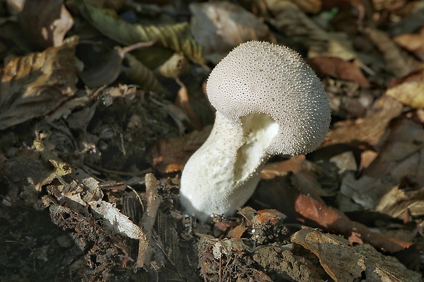 prášnica bradavičnatá Lycoperdon perlatum Pers.