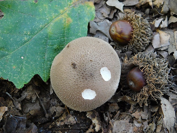 prášnica Lycoperdon sp.