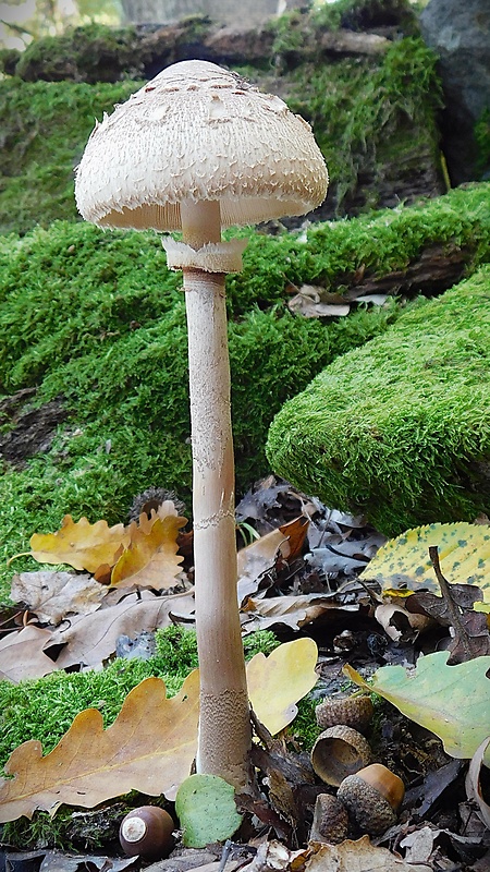 bedľa štíhla Macrolepiota mastoidea (Fr.) Singer