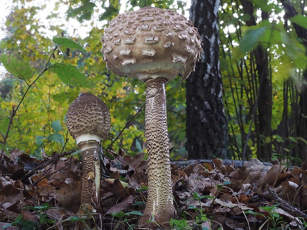 bedľa vysoká Macrolepiota procera (Scop.) Singer