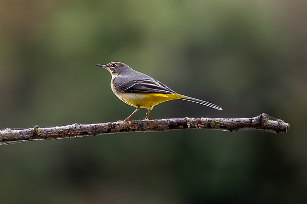 trasochvost horský Motacilla cinerea