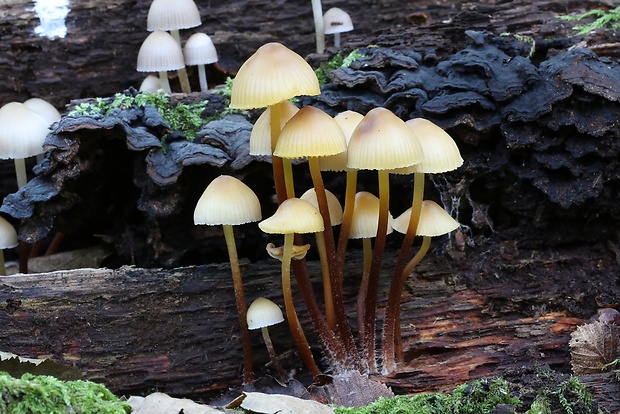 prilbička šafranová Mycena crocata (Schrad.) P. Kumm.