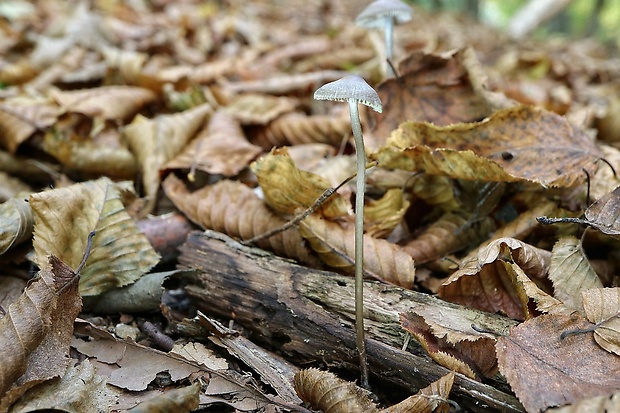 prilbička Mycena sp.