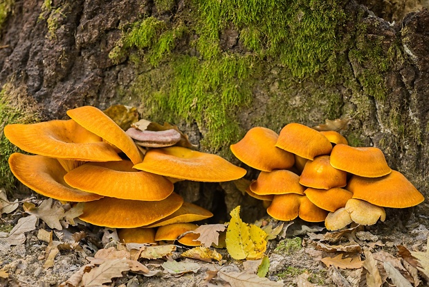 kališník hnedooranžový Omphalotus olearius (DC.) Singer