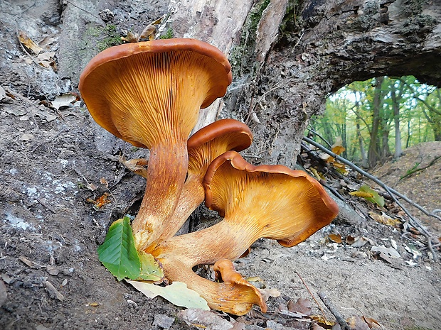 kališník hnedooranžový Omphalotus olearius (DC.) Singer