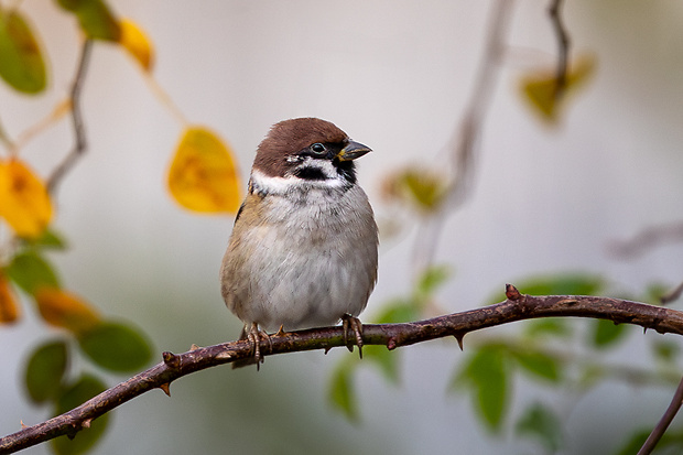 vrabec poľný Passer montanus