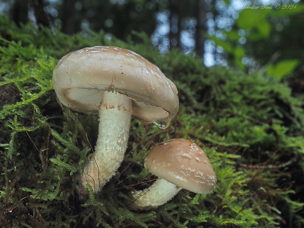 šupinovka hlinovookrová Pholiota lenta (Pers.) Singer