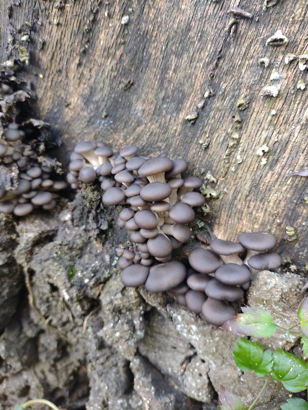 hliva ustricovitá Pleurotus ostreatus (Jacq.) P. Kumm.