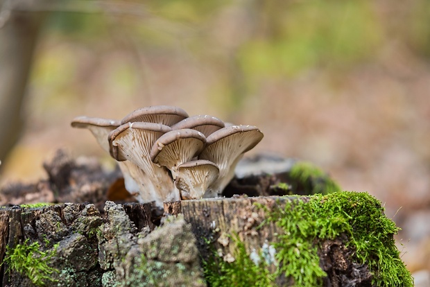 hliva Pleurotus sp.