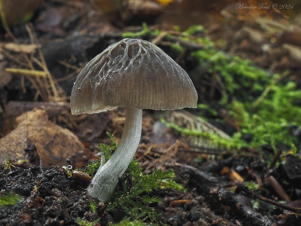 štítovka sivá Pluteus thomsonii (Berk. & Broome) Dennis