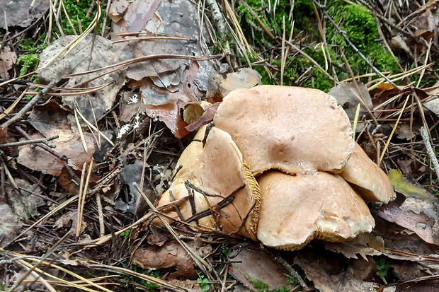 masliak kravský Suillus bovinus (Pers.) Roussel