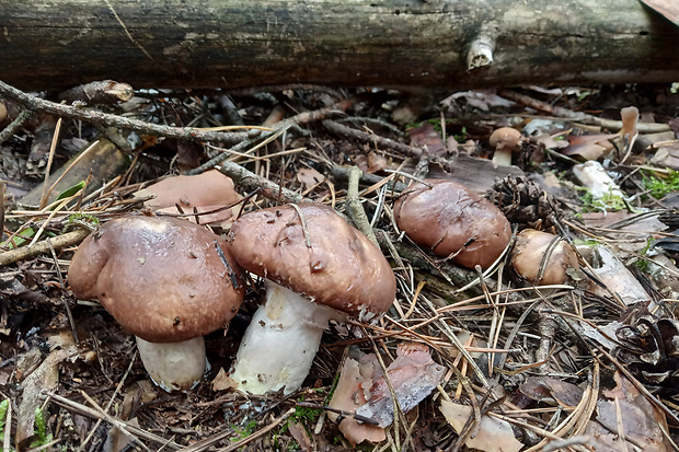 masliak obyčajný Suillus luteus (L.) Roussel