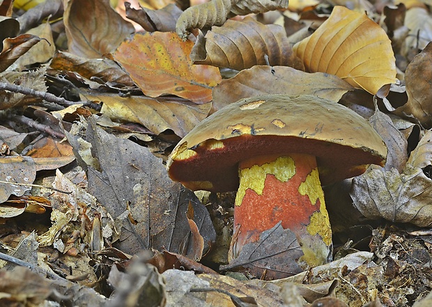 hríb zrnitohlúbikový Sutorius luridiformis (Rostk.) G. Wu & Zhu L. Yang