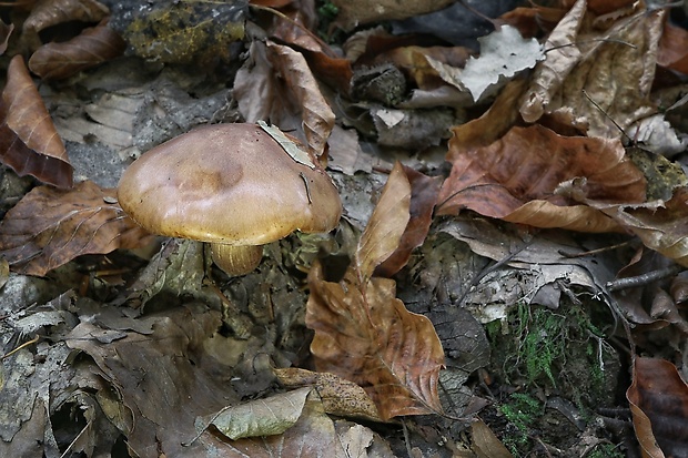 čírovka Tricholoma sp.