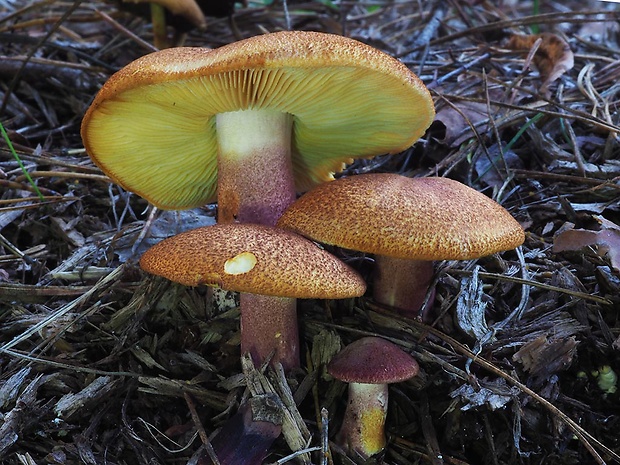 čírovec červenožltý Tricholomopsis rutilans (Schaeff.) Singer