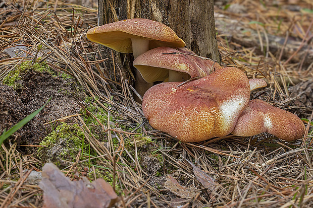 čírovec červenožltý Tricholomopsis rutilans (Schaeff.) Singer