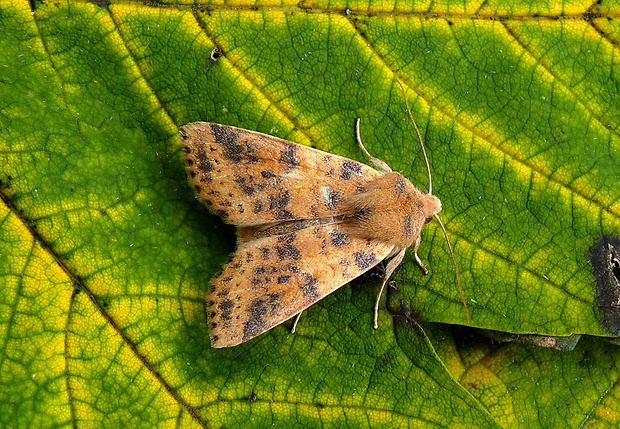 mora brestová Xanthia gilvago