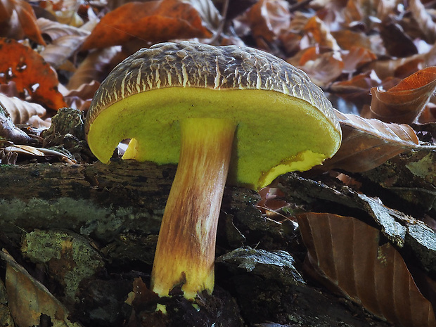 suchohríb žltomäsový Xerocomellus chrysenteron (Bull.) Šutara