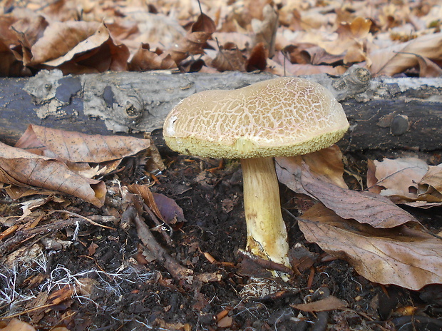 suchohríb Xerocomus sp.