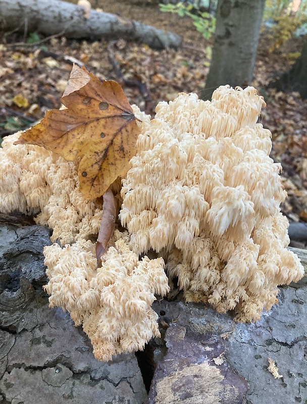 koralovec bukový Hericium coralloides (Scop.) Pers.